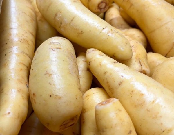 Brazilian Parsnip