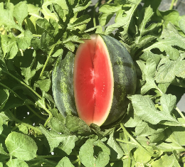 Watermelon